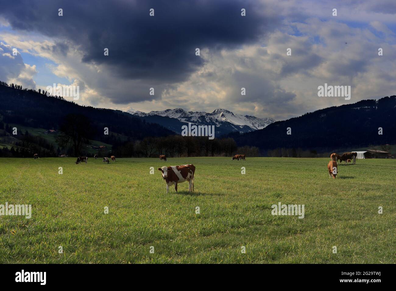 Vaches sur un champ à Plaffeien. alpes suisses (Fribourg). Ciel spectaculaire. Banque D'Images
