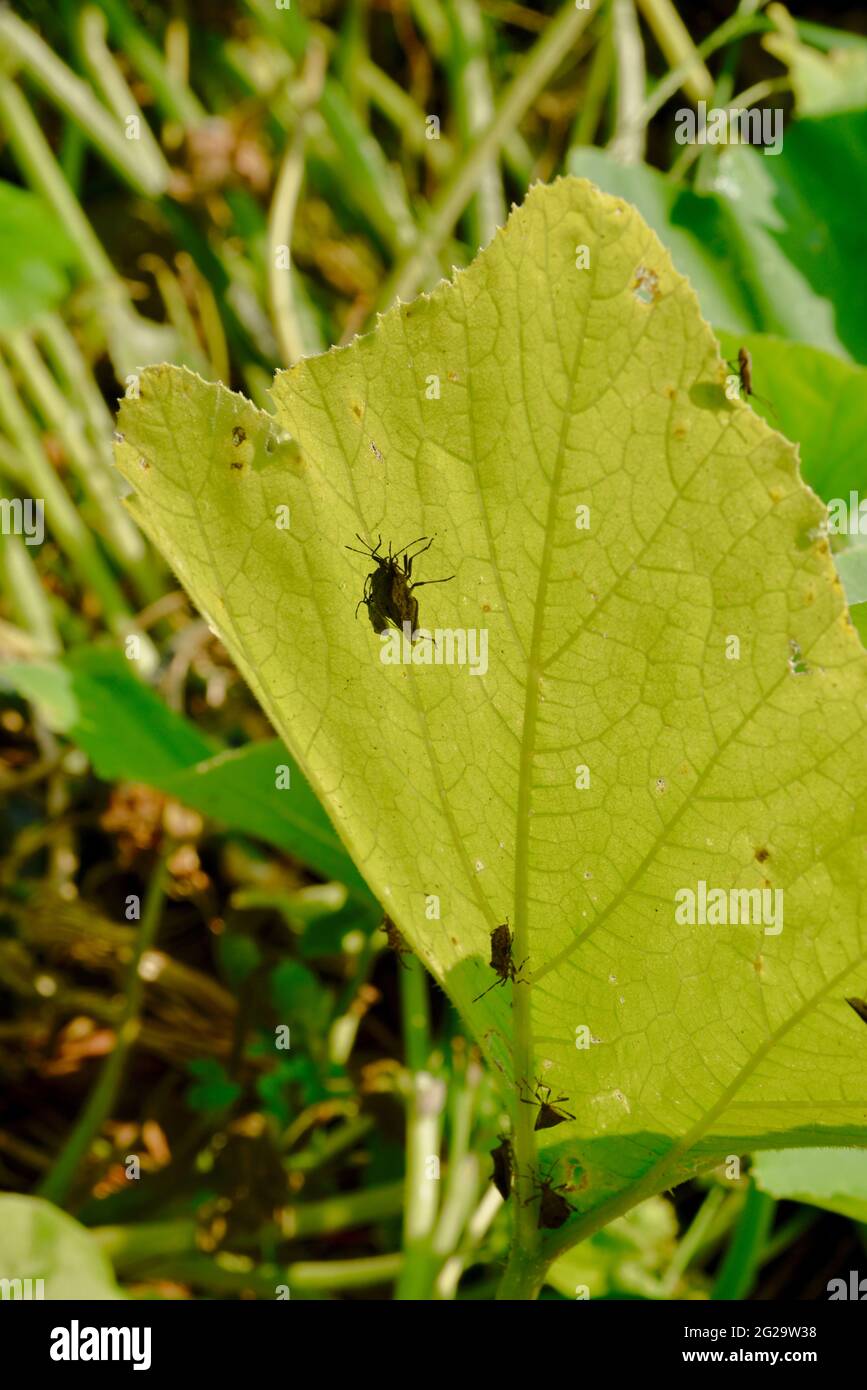Punaises de courge ou punaises (ANASA tristis), un insecte à corps plat, endommageant les feuilles de courge sur les plantes d'un jardin, Browntown, WI, USA Banque D'Images