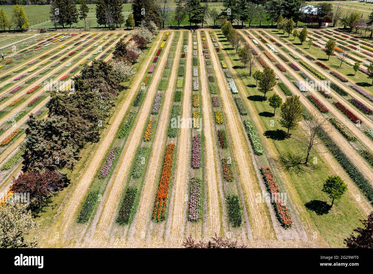 Holland, Michigan - lits de tulipes à la ferme de tulipes de Veldheer. Le patrimoine hollandais de la ville est exposé chaque printemps lors du festival de la tulipe aux pays-Bas. Banque D'Images