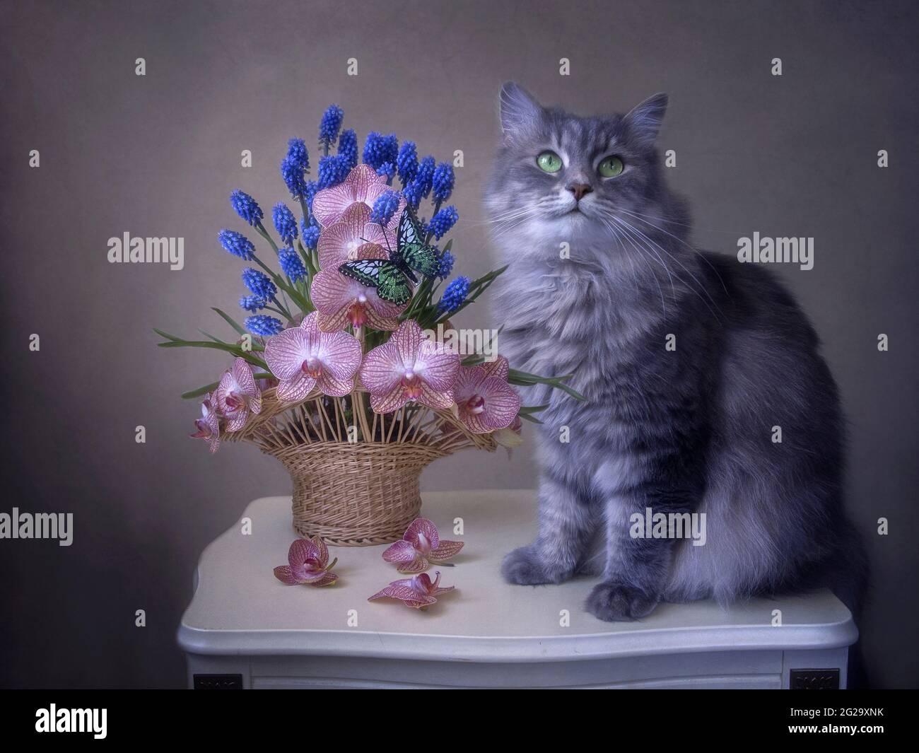 Fleurs encore la vie avec joli chaton gris Banque D'Images