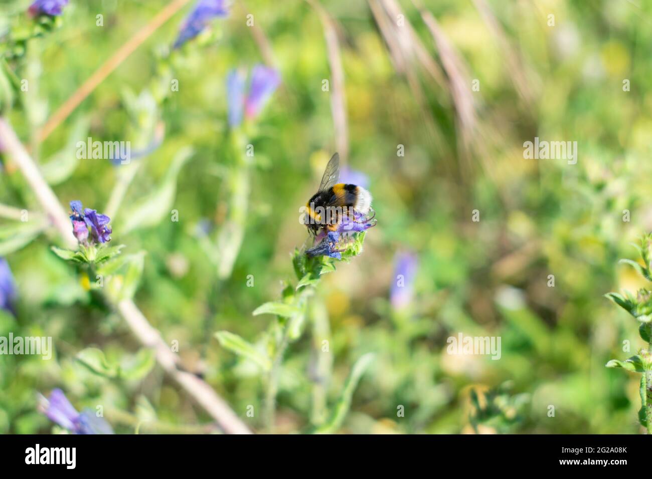 Un bourdon est l'une des 250 espèces du genre Bombus, qui fait partie des Apidae, une des familles d'abeilles. Ce genre est le seul groupe existant dans la tribu Bombini Banque D'Images