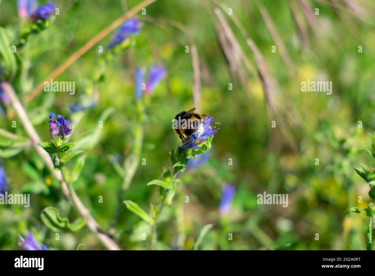 Un bourdon est l'une des 250 espèces du genre Bombus, qui fait partie des Apidae, une des familles d'abeilles. Ce genre est le seul groupe existant dans la tribu Bombini Banque D'Images