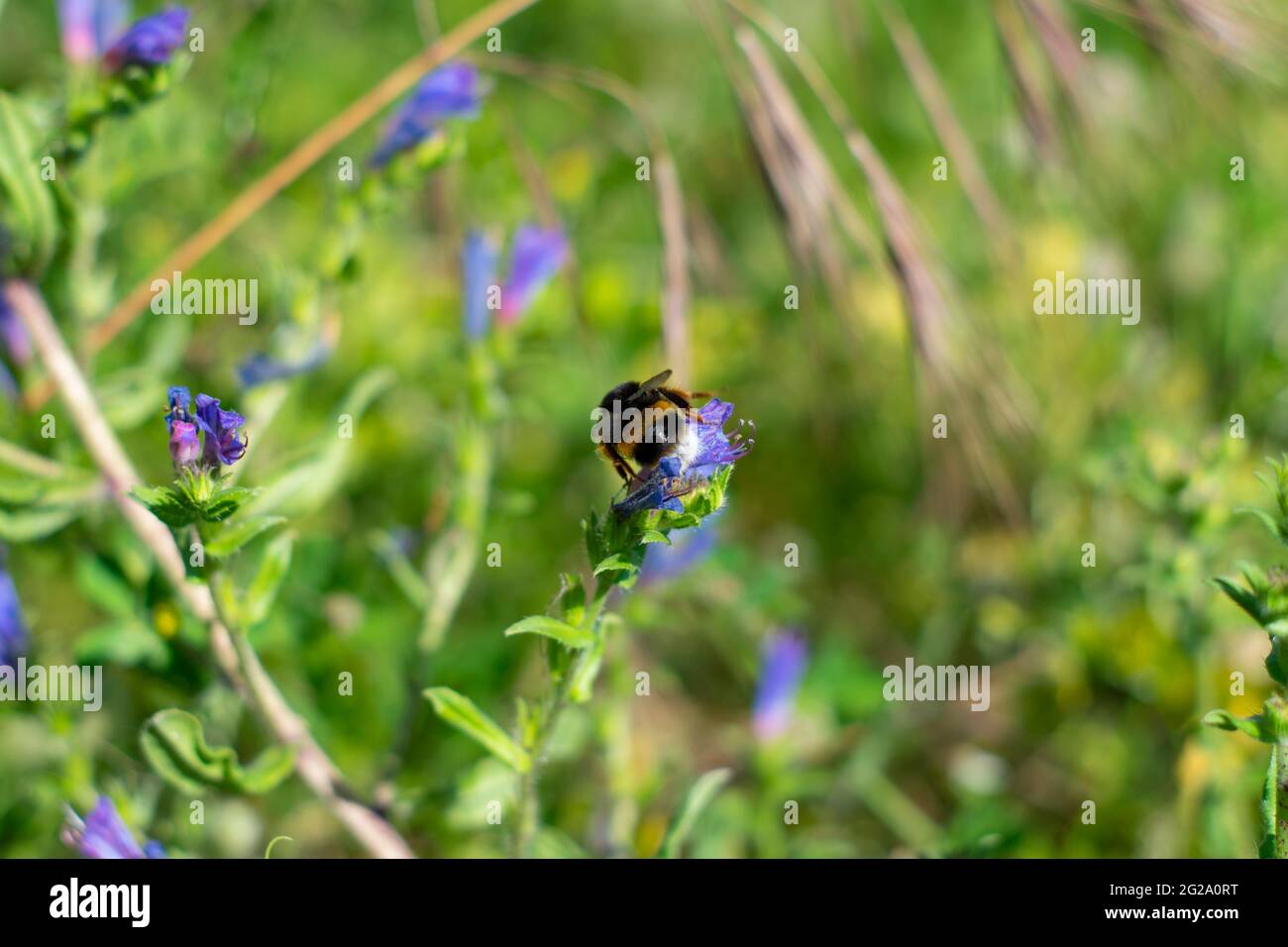 Un bourdon est l'une des 250 espèces du genre Bombus, qui fait partie des Apidae, une des familles d'abeilles. Ce genre est le seul groupe existant dans la tribu Bombini Banque D'Images