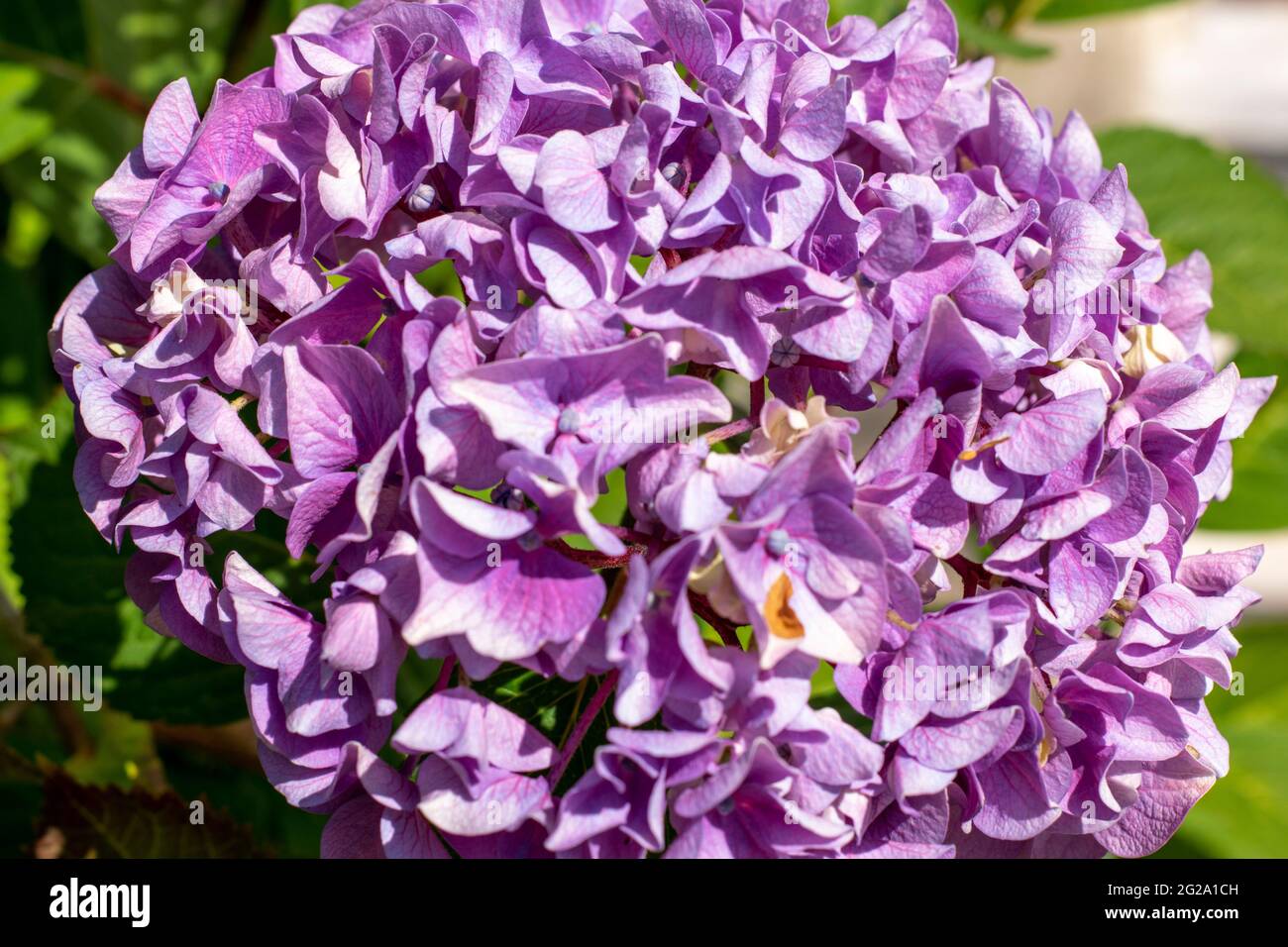 hortensia, un genre de 70 à 75 espèces de plantes à fleurs indigènes de l'Asie et des Amériques, est un nom commun d'Hydrangea. Couleurs de la nature. Banque D'Images