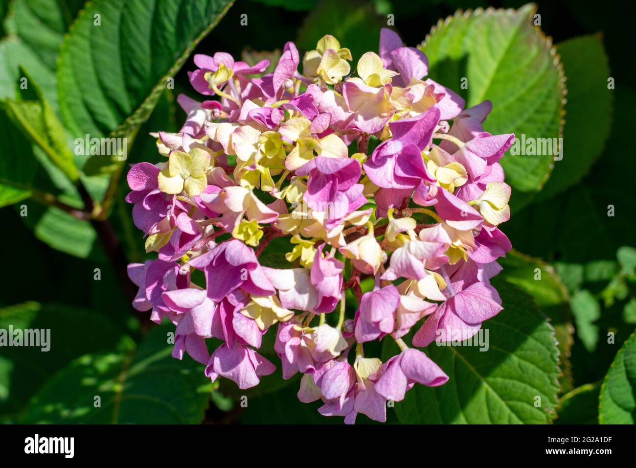 hortensia, un genre de 70 à 75 espèces de plantes à fleurs indigènes de l'Asie et des Amériques, est un nom commun d'Hydrangea. Couleurs de la nature. Banque D'Images
