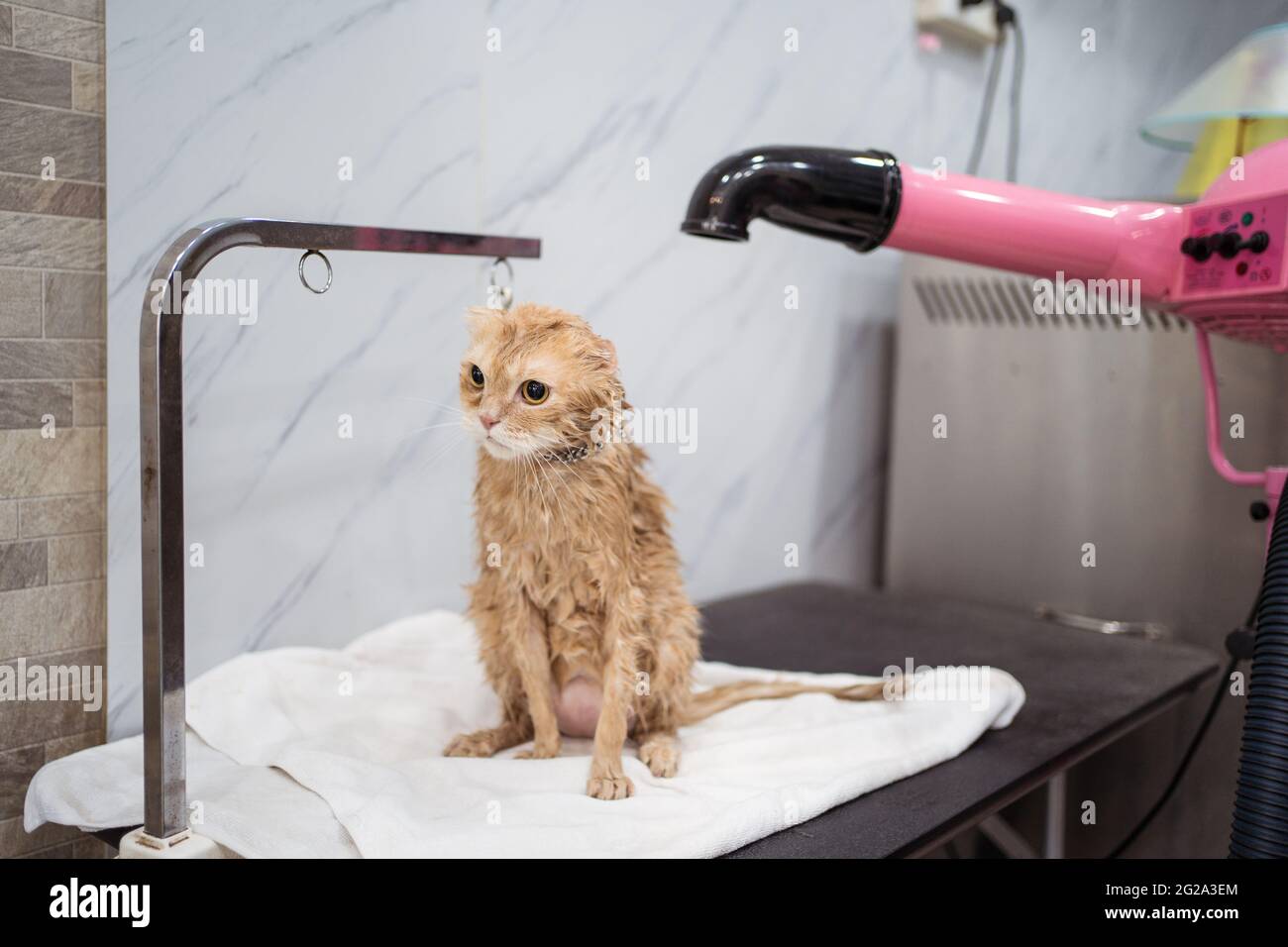 Le chat mouillé sèche avec un équipement professionnel contre l'intérieur flou de la clinique vétérinaire contemporaine Banque D'Images