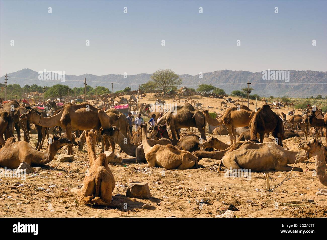 Pushkar, Inde - 10 novembre 2016 : bouquet de chameaux assis dans un désert au festival de chameau de pushkar dans le cadre du commerce. Le plus grand chameau, cheval et Banque D'Images