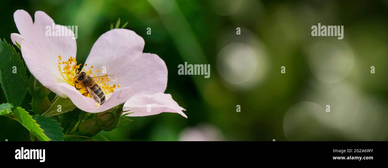 Photo authentique et détaillée d'une abeille collectant du pollen d'une fleur fleurie. Concept de nature, écologie, travail. Photo naturelle brute d'une abeille occupée. Banque D'Images
