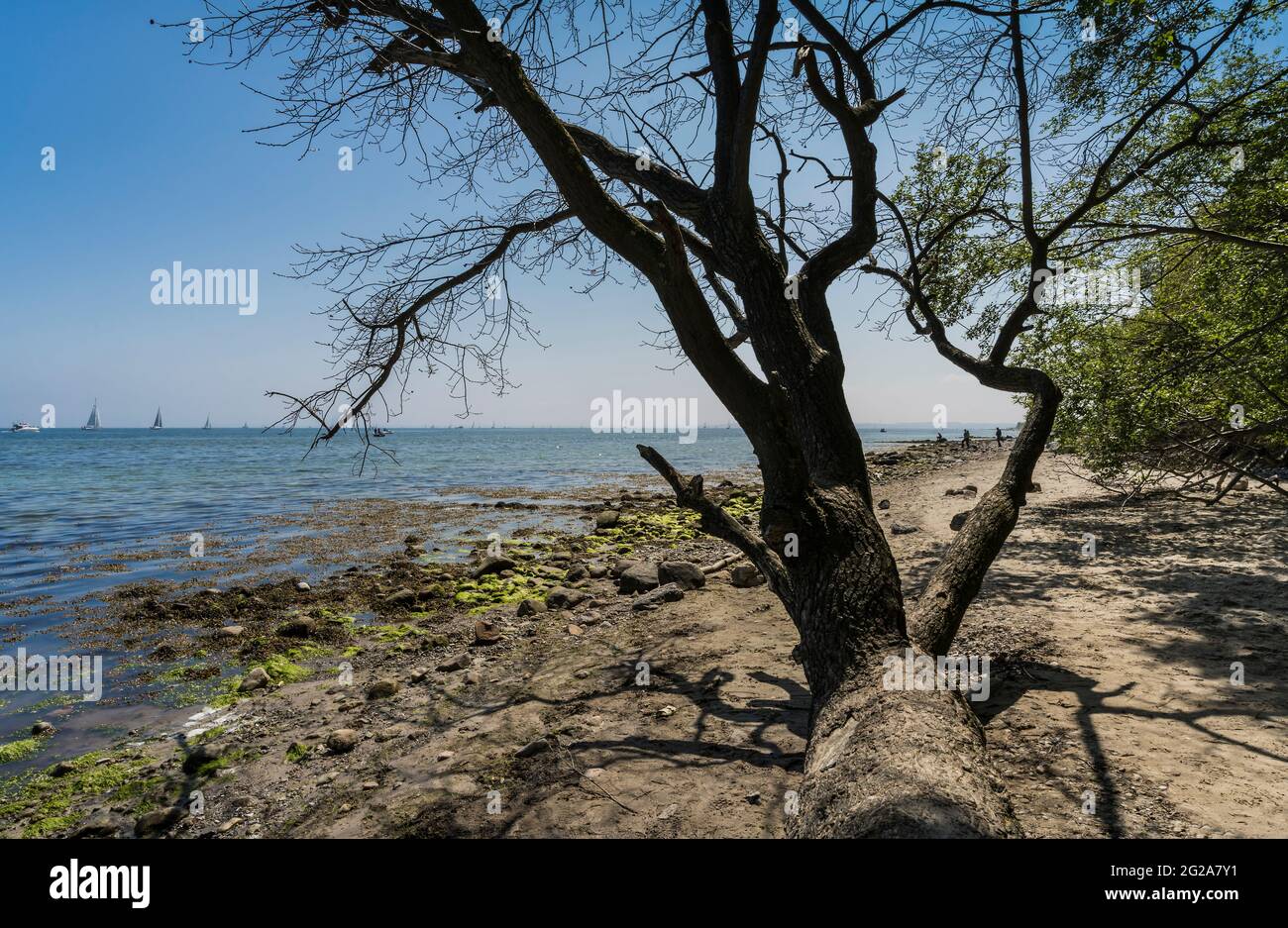 arbre mort sur la mer baltique Banque D'Images