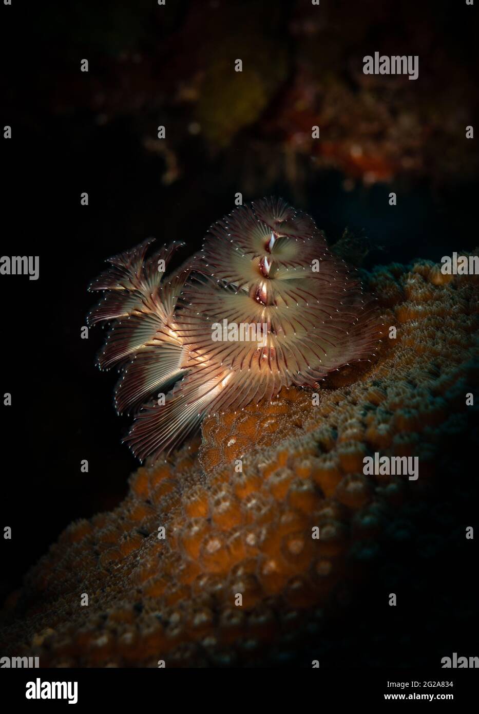 Le ver à arbre de Noël (Spirobranchus giganteus) sur le récif au large de l'île néerlandaise des Caraïbes de Saba Banque D'Images