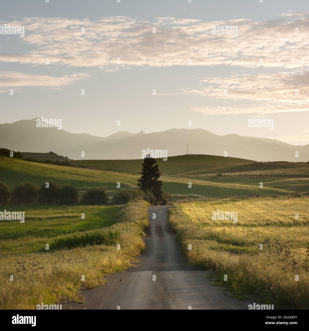 Route arrière-pays à travers les champs dorés de blé avec arbre seul, en arrière-plan montagnes couches de Sicile au coucher du soleil Banque D'Images