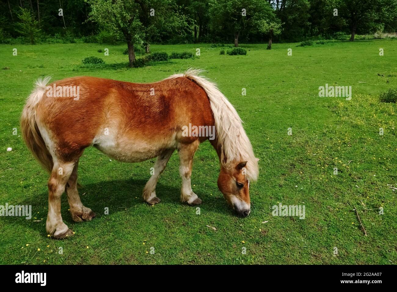 un cheval brun avec de la manie blanche se dresse sur un pré vert dans la nature en été Banque D'Images