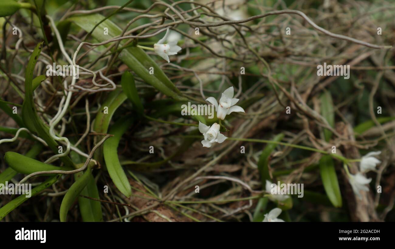 Deux fleurs d'orchidées blanches sauvages et peu de racines sur une plante d'orchidées sauvage accrochée à un arbre Banque D'Images