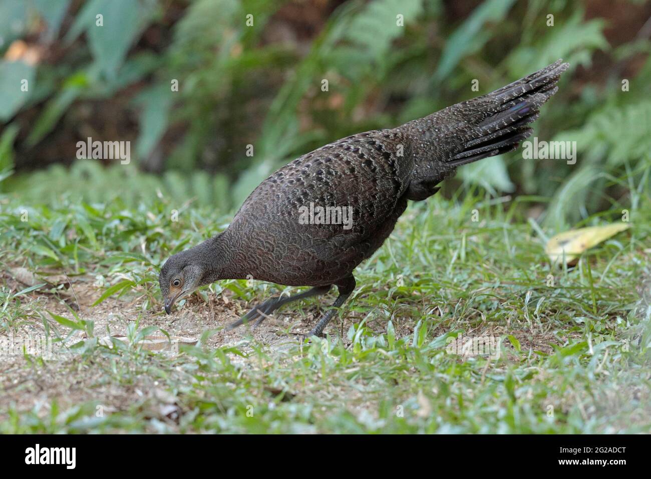 Peacock-Pheasant gris (Polyplectron bicalcaratum), femelle, 'Hornbill Valley', ouest du Yunnan, Chine 26 décembre 2018 Banque D'Images