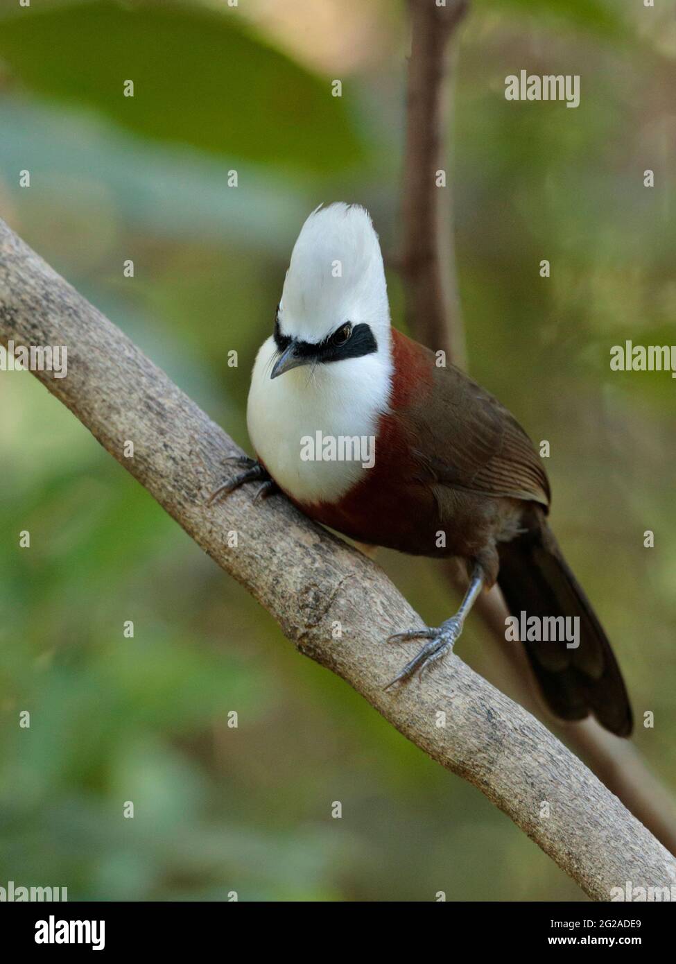 Portrait d'un Laughingthrush à crête blanche (Garrulax leucolophus), 'Hornbill Valley', Yunnan occidental, Chine 26th déc 2018 Banque D'Images