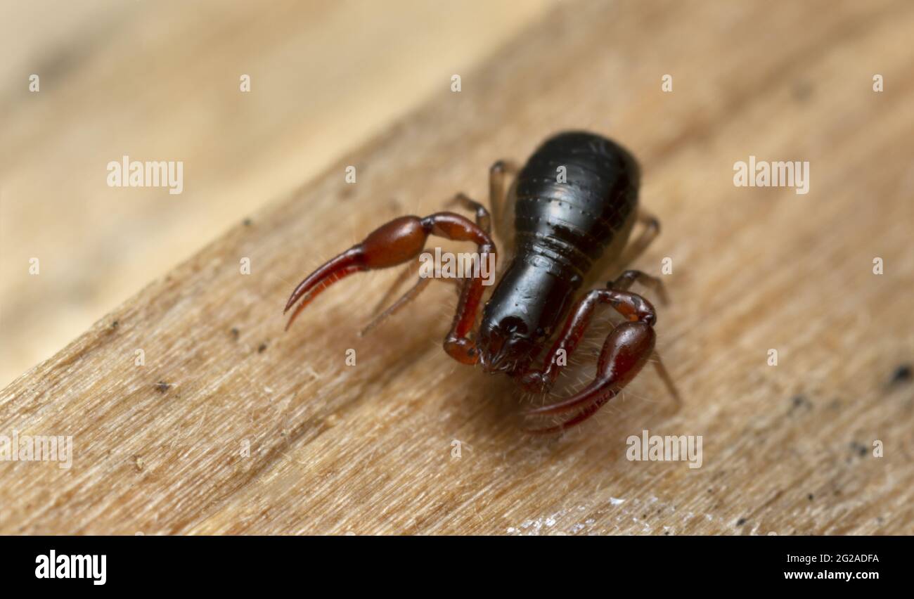 Très près d'un faux scorpion, Pseudoscorpiones sur le bois, ces animaux sont des prédateurs sur d'autres petits arthropodes Banque D'Images