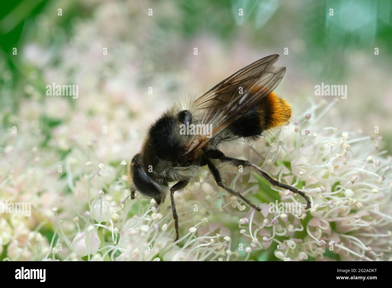 Hoverfly, Cheilosia illustrata se nourrissant de l'herbe à poux, cet insecte imite une abeille Banque D'Images