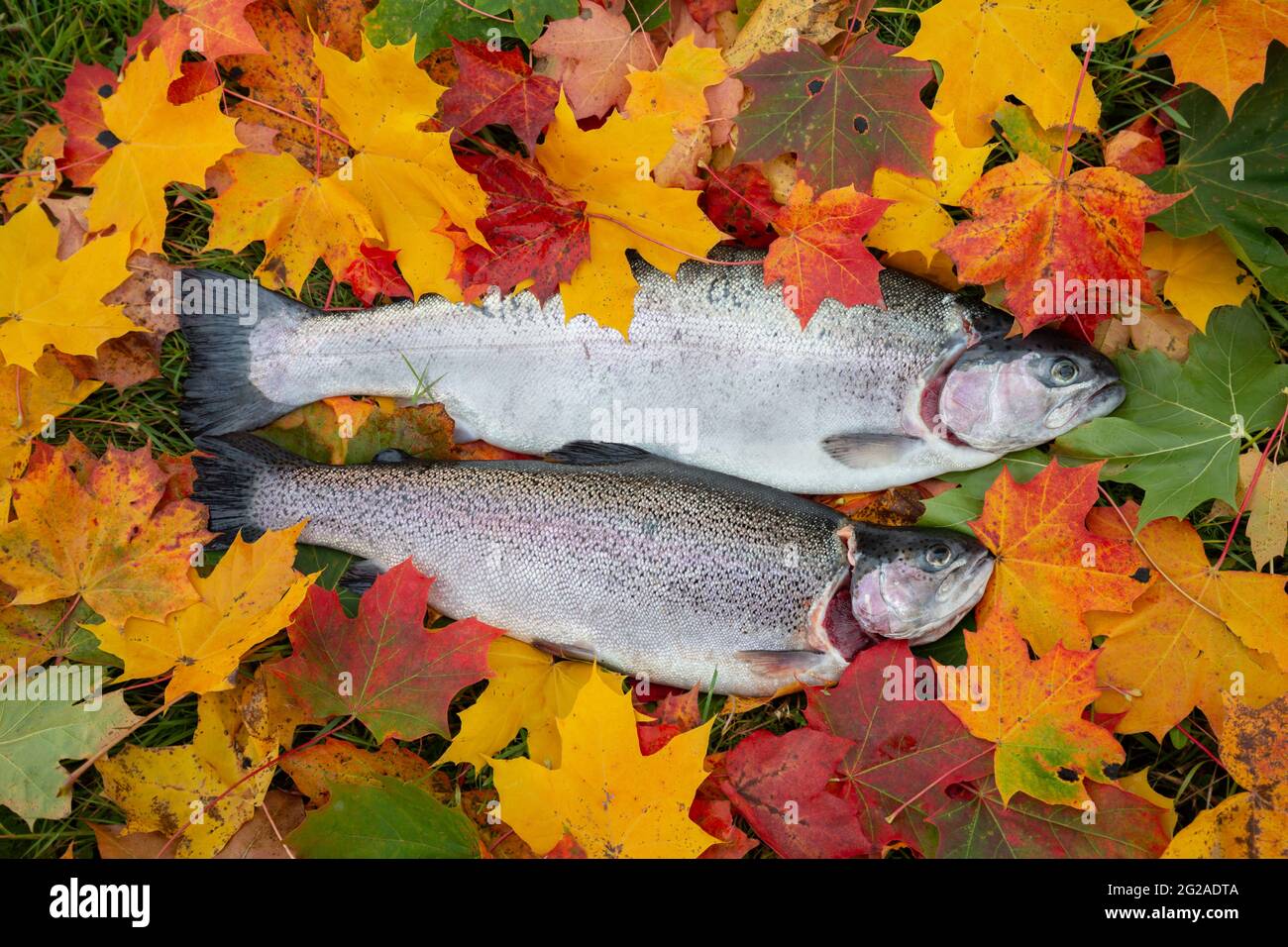 Truite arc-en-ciel fraîche, Oncorhynchus mykiss parmi les feuilles d'érable en automne, ce poisson est un poisson de gibier populaire et est souvent implanté dans les lacs Banque D'Images