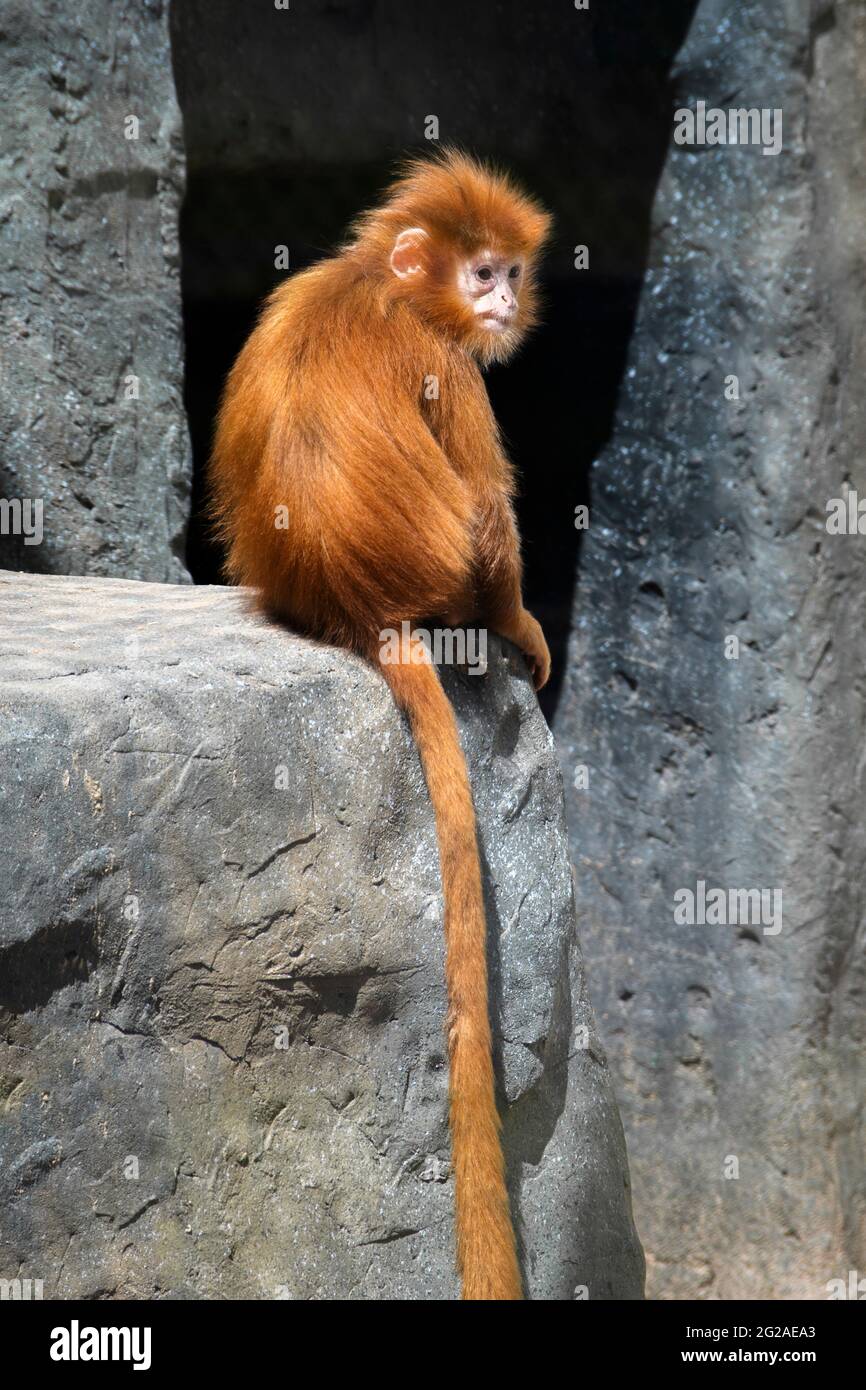 Photo de corps d'un bébé Javan Langur Monkey Banque D'Images