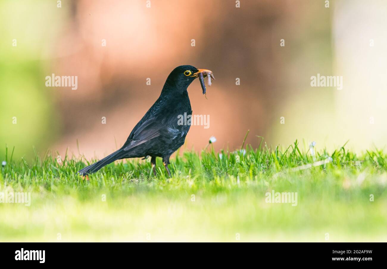 Père bienveillant. Homme de Blackbird avec des vers dans son bec. Son nom latin est Turdus merula. Banque D'Images