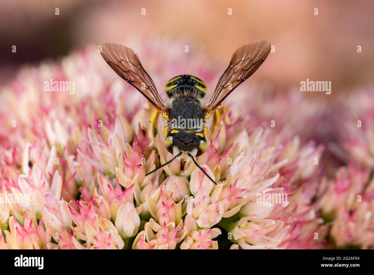 L'abeille en laine-Carder se nourrissant du nectar de l'usine de Sedum. Concept de la conservation des insectes et de la faune, de la préservation de l'habitat et du jardin floral de l'arrière-cour Banque D'Images