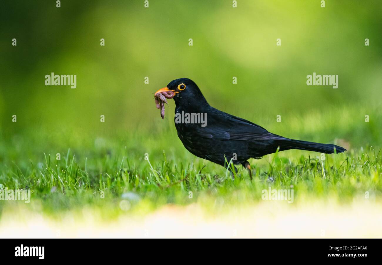 Père bienveillant. Homme de Blackbird avec des vers dans son bec. Son nom latin est Turdus merula. Banque D'Images