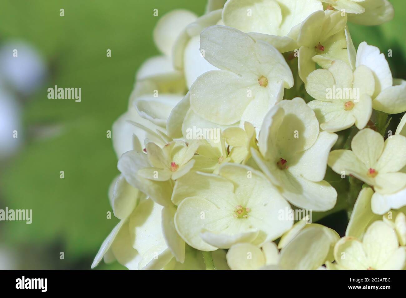 Macro de fleurs sur un arbuste de boule de neige de canneberge Banque D'Images