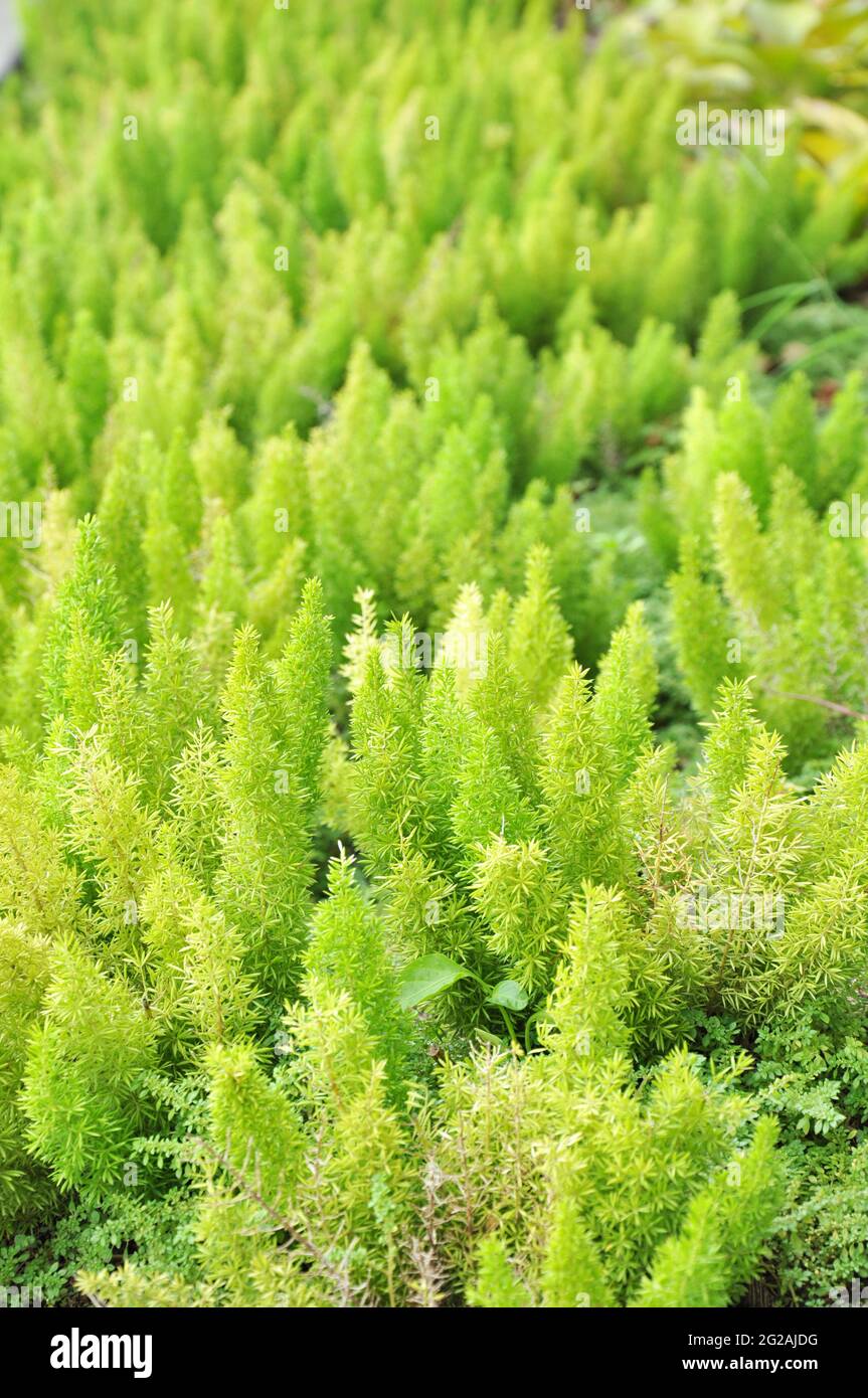 Buisson vert de fougères de queue de bœuf Banque D'Images