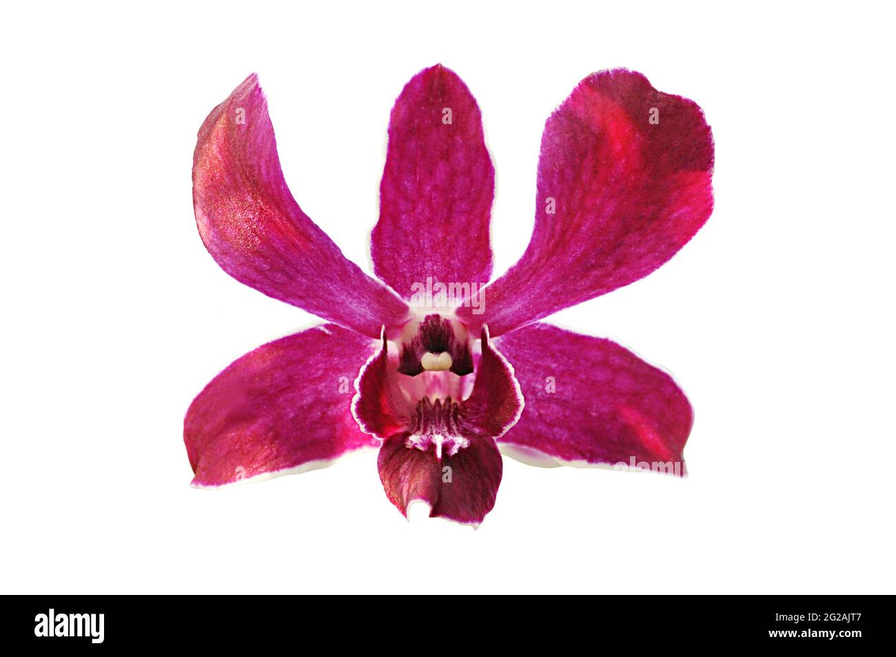 Fleur d'orchidée pourpre - isolée Banque D'Images