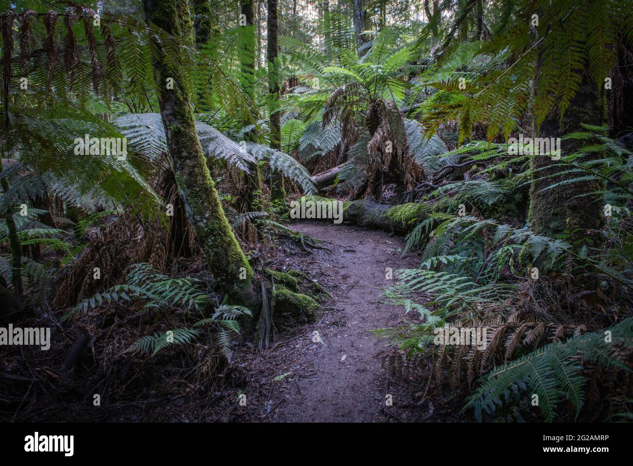 Rainforest trail Banque D'Images