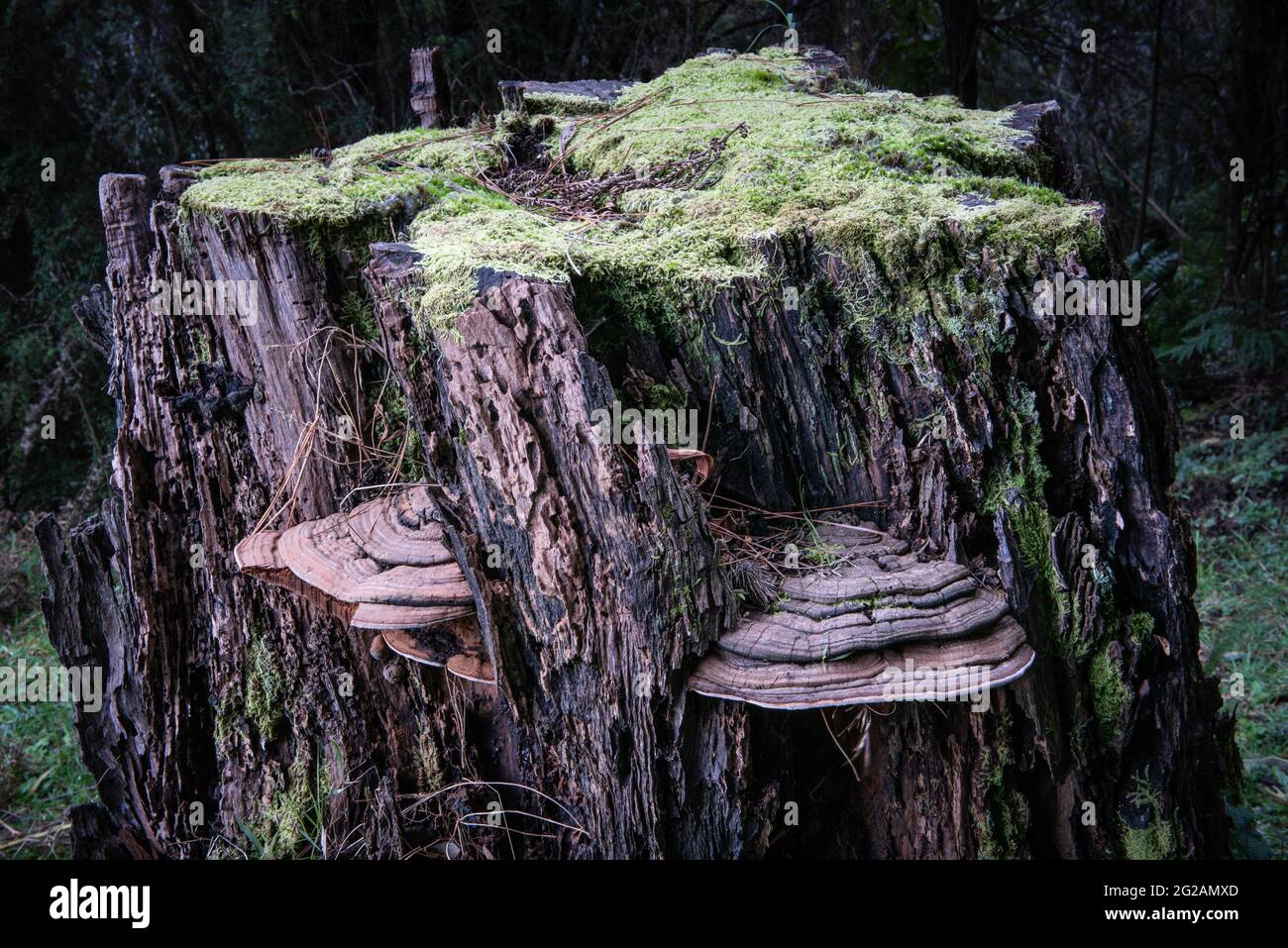 Champignon sur la souche d'arbre, Warburton, Victoria, Australie Banque D'Images