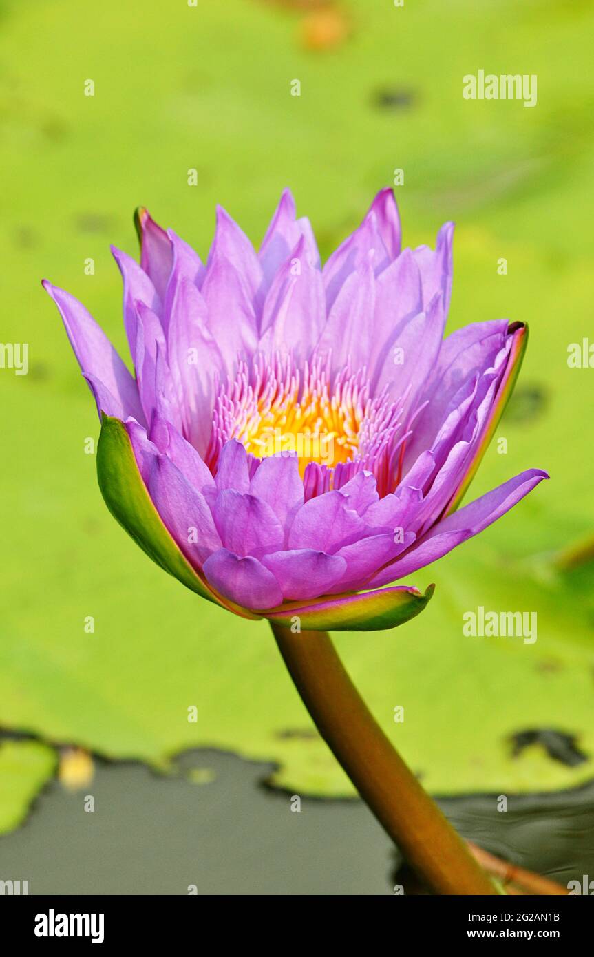 Belle fleur de lotus violet ou de nénuphars dans l'étang Banque D'Images