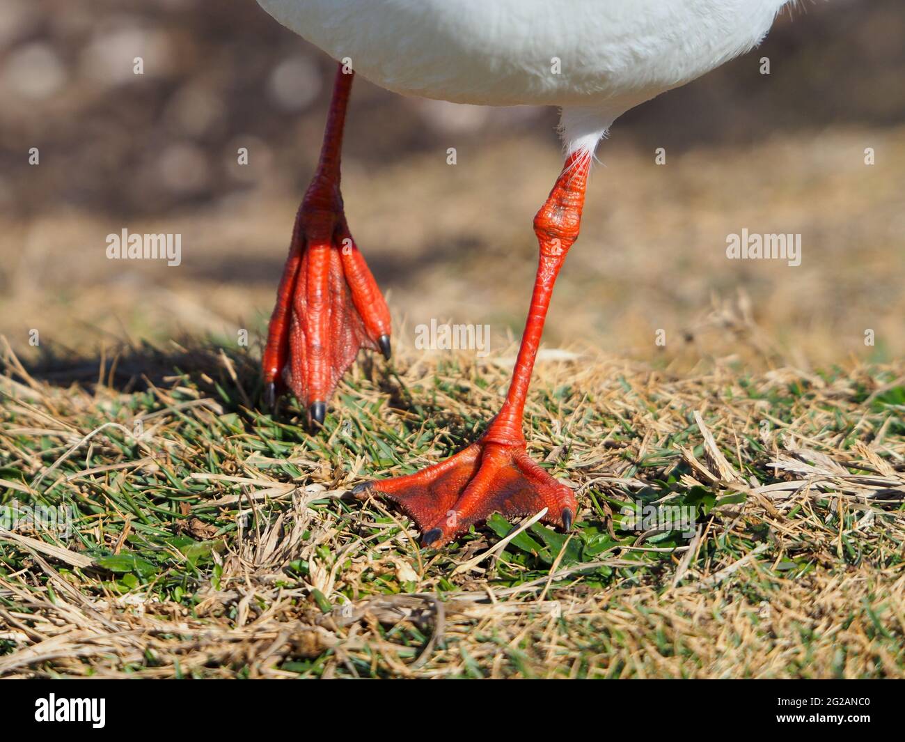 Pattes orange de mouette et pieds palmés orange, avec un pied levé et gardant un pied sur le sol herbeux, promenade des oiseaux, gros plan Banque D'Images