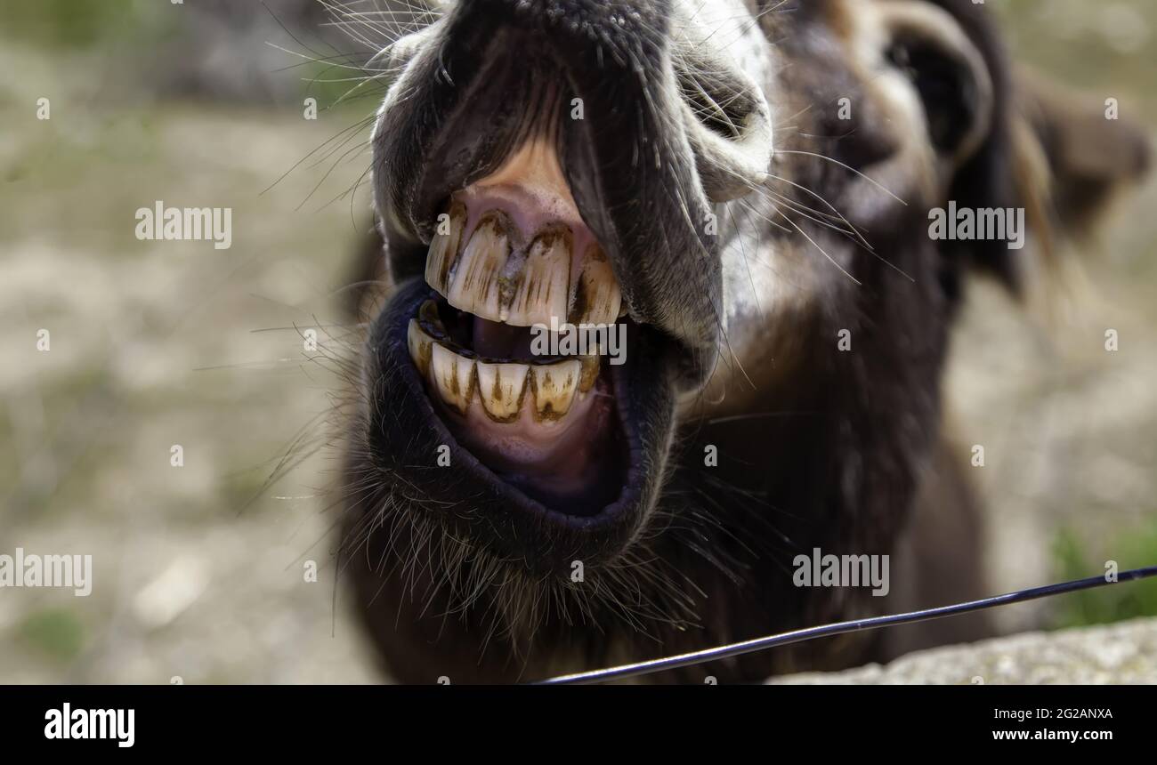 Dents d'âne drôles chez les animaux sauvages stables, les mammifères Banque D'Images