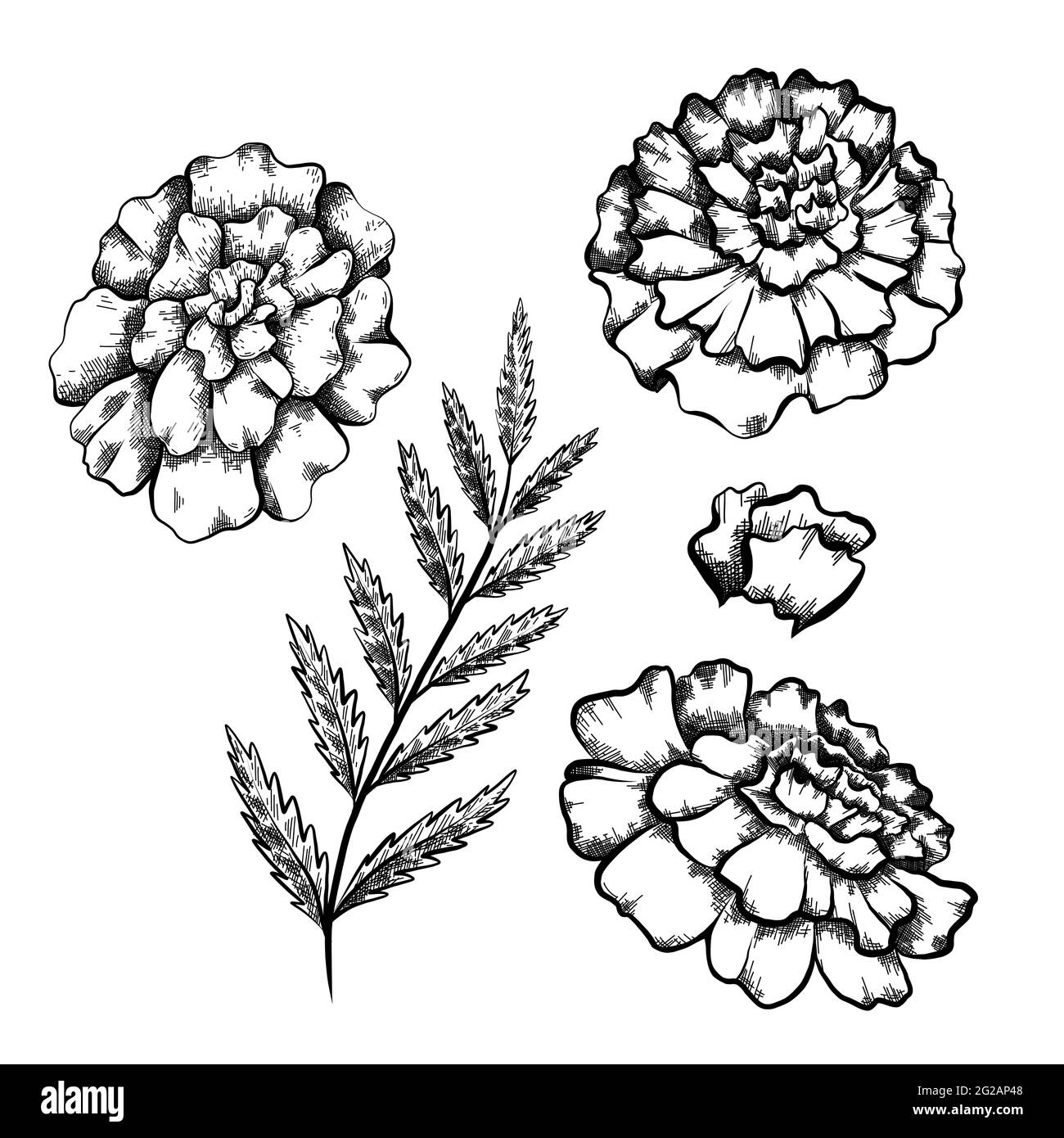 Ensemble de croquis botanique monochrome de branche avec des feuilles et de diverses fleurs marigold avec ombrage. Dessin naturel floral de couleur vectorielle. Esquisse penci Illustration de Vecteur