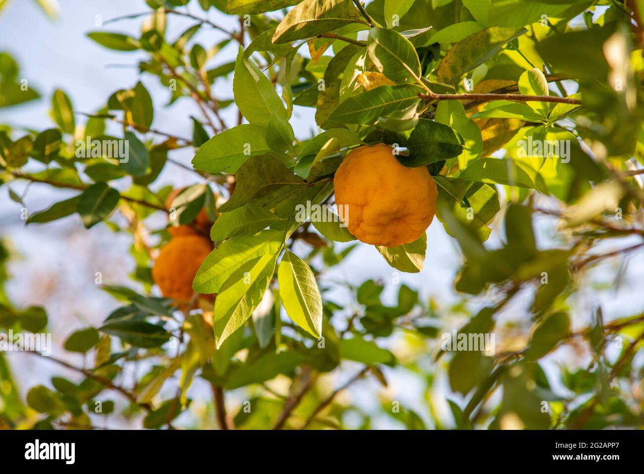 citronnelle verte avec accent sur les fruits avant Banque D'Images citronnelle verte avec accent sur les fruits avant Banque D'Images