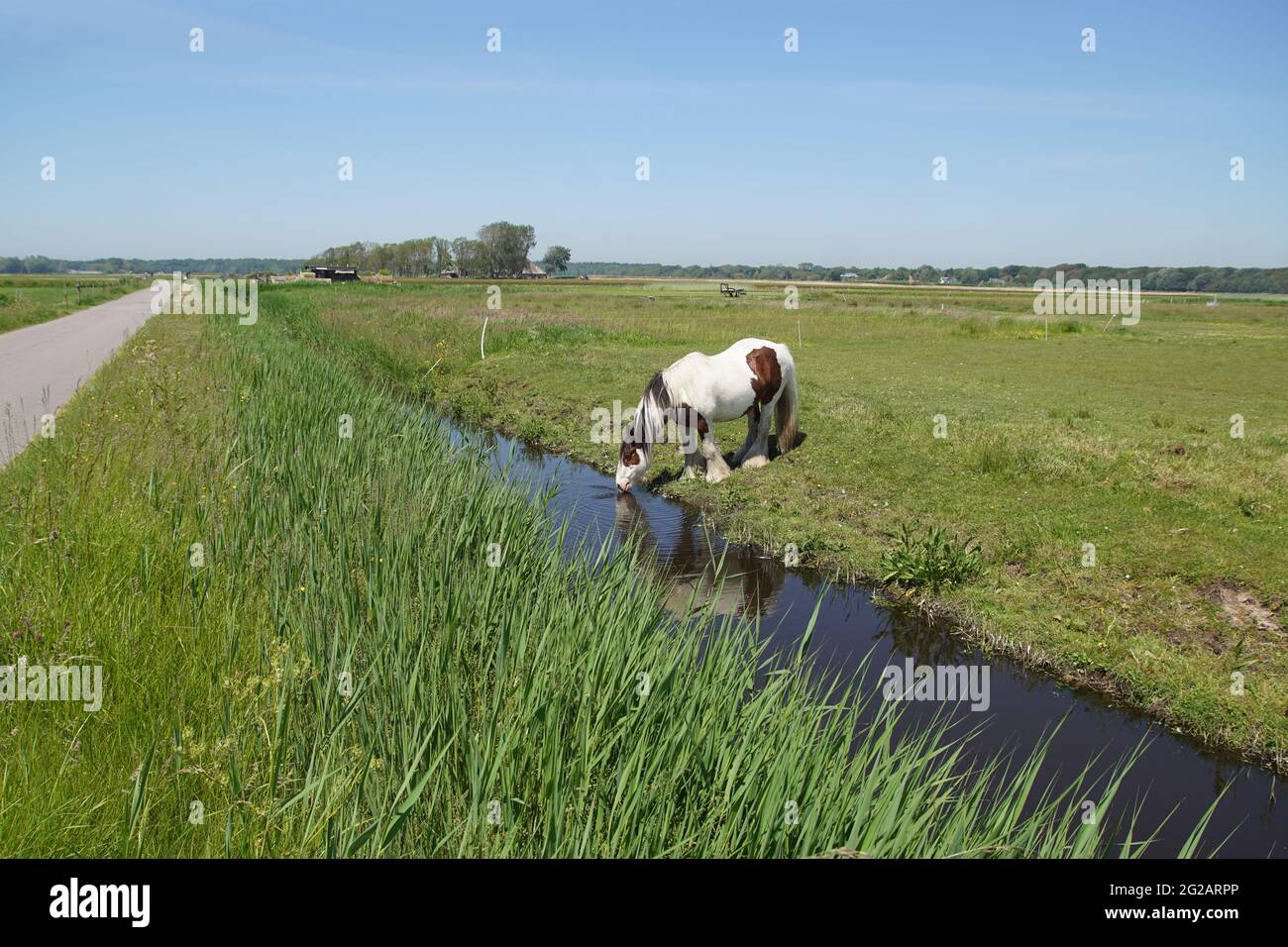 Paysage de pâturages hollandais. Le cheval de Gypsy Vanner dans la prairie, l'eau potable du fossé. Près du village de Bergen, printemps, juin. Banque D'Images