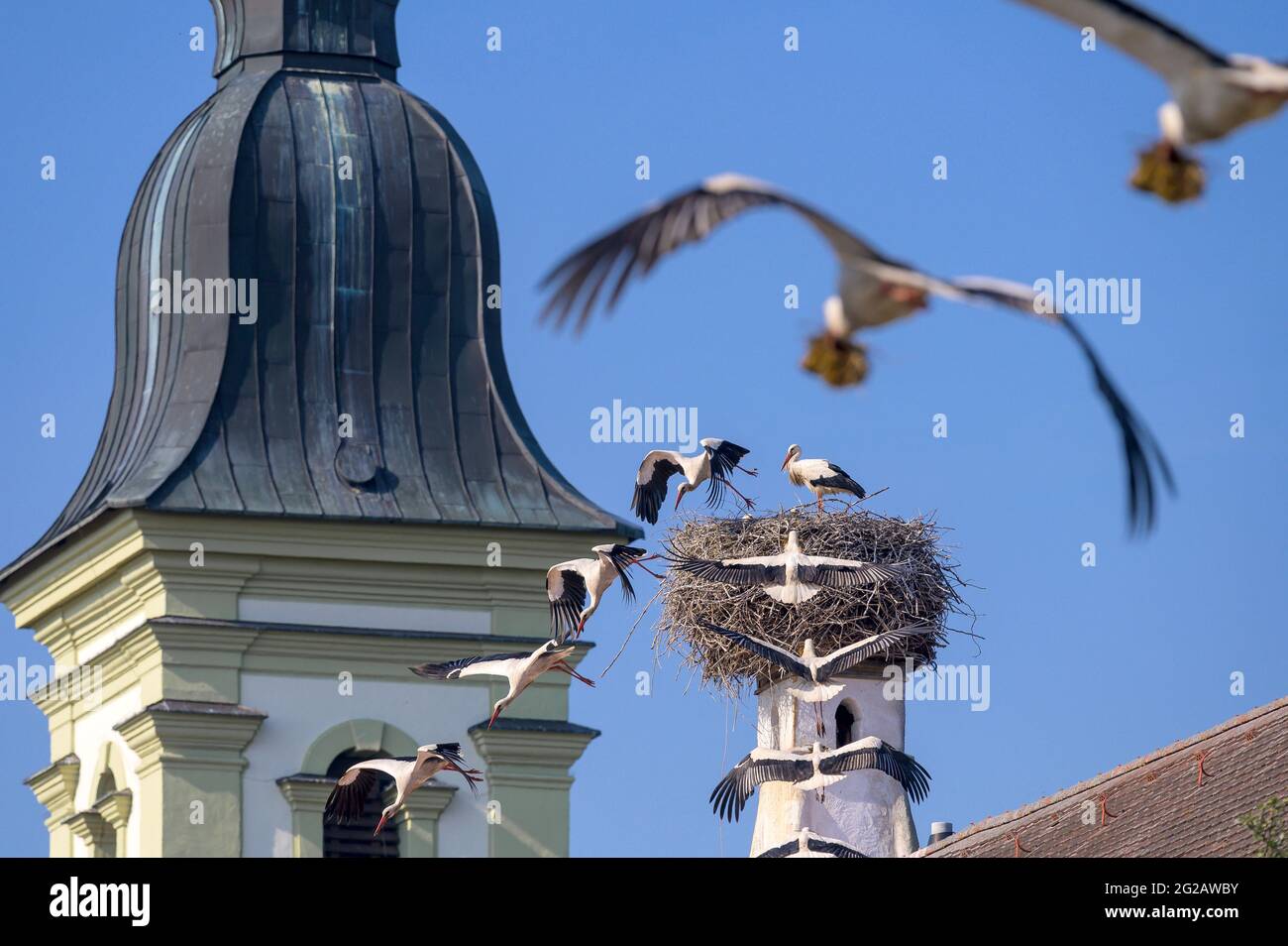 White Stork - Ciconia ciconia - en vol, à l'approche de son nid Banque D'Images