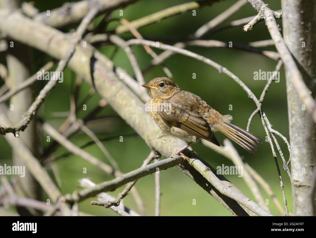 Européen Robin (erithacus rubecula) jeune. June, Kent, Royaume-Uni. Banque D'Images