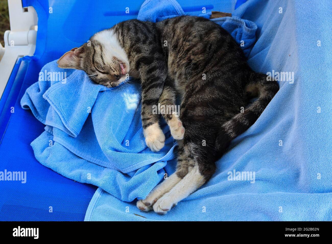 Chat endormi dans une posture drôle Banque D'Images