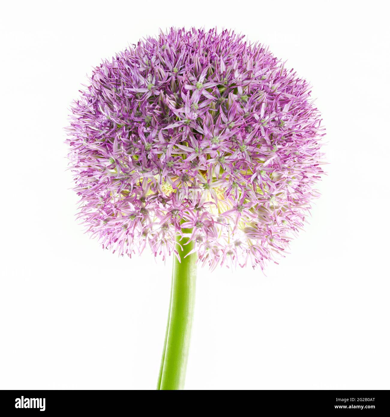 Purple Allium également connu sous le nom d'ail hollandais (Allium aflatunense) Banque D'Images