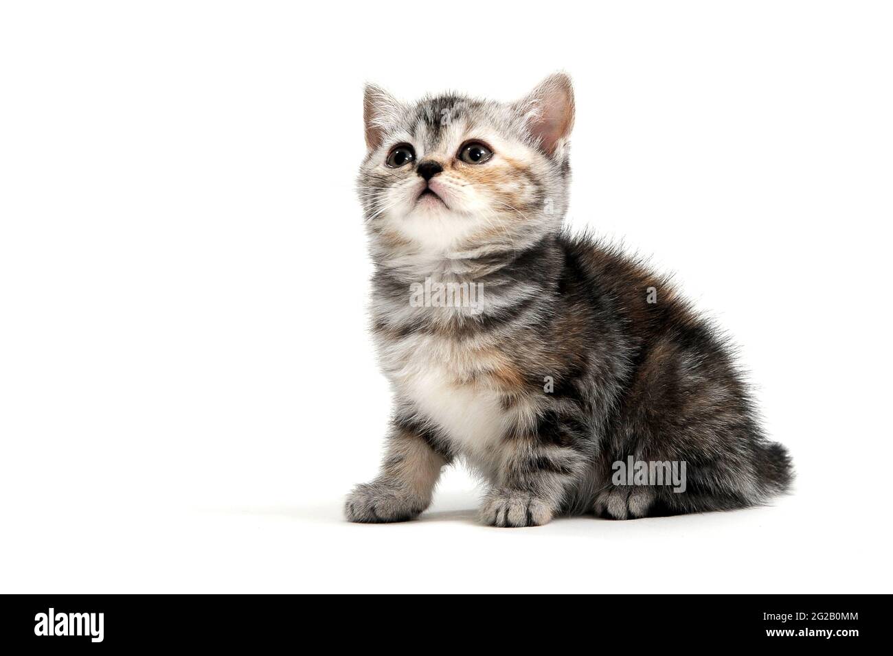 un chaton de race rouge à pois gris se trouve sur un fond blanc isolé Banque D'Images