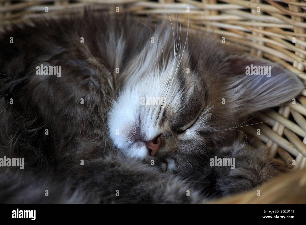 Chat endormi dans une posture drôle Banque D'Images