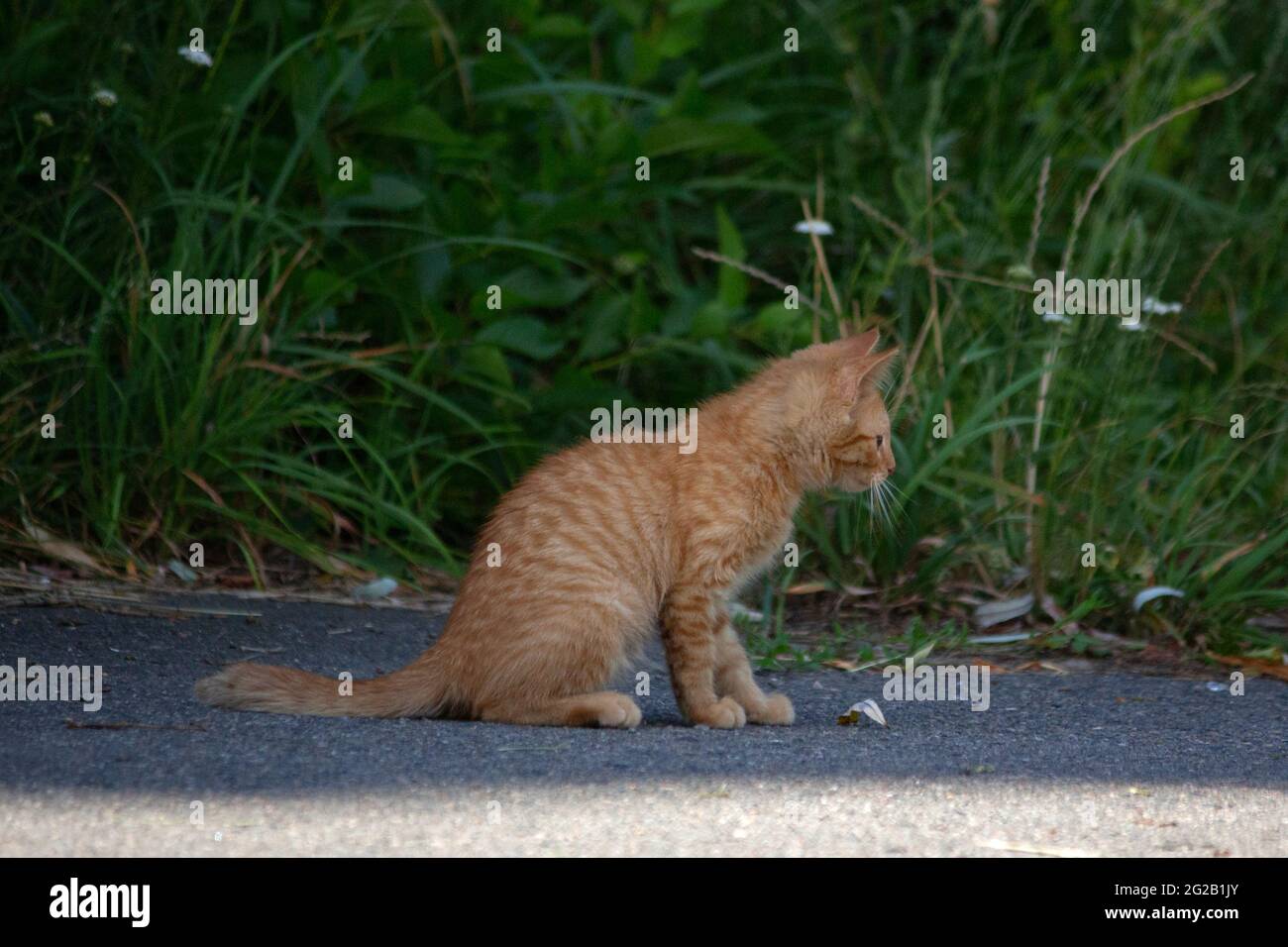 Chatons sans-abri jouant dans la rue Banque D'Images