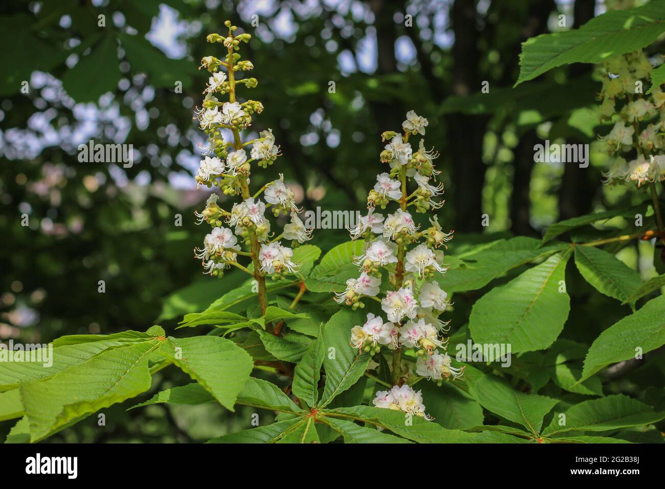 Fleurs blanches du châtaigne (nom latin Aesculus hippocastanum) à Belgrade, Serbie Banque D'Images