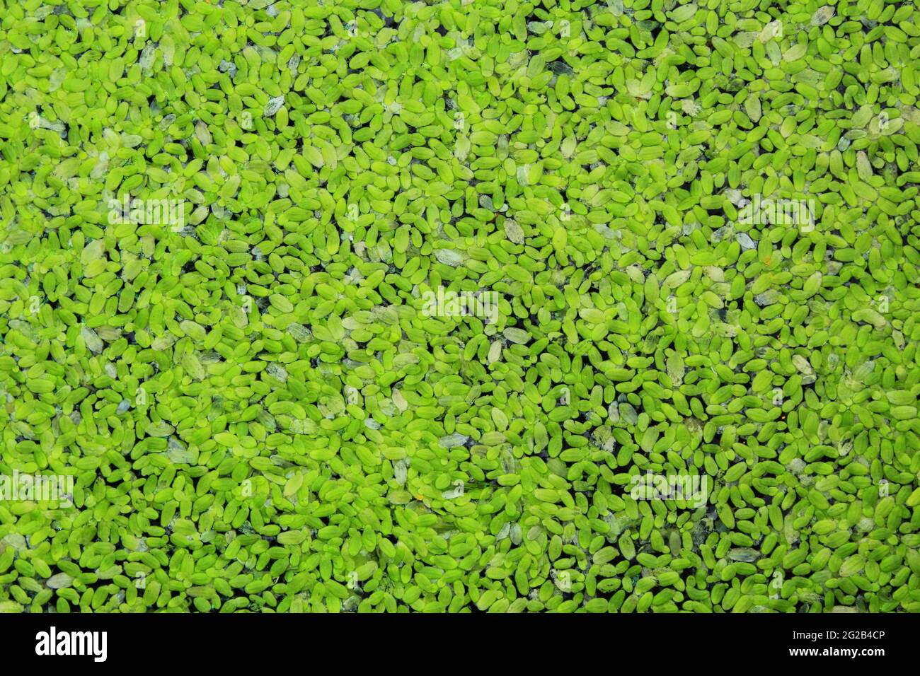 duckweed dans l'eau. stock photo arrière-plan vue de dessus Banque D'Images