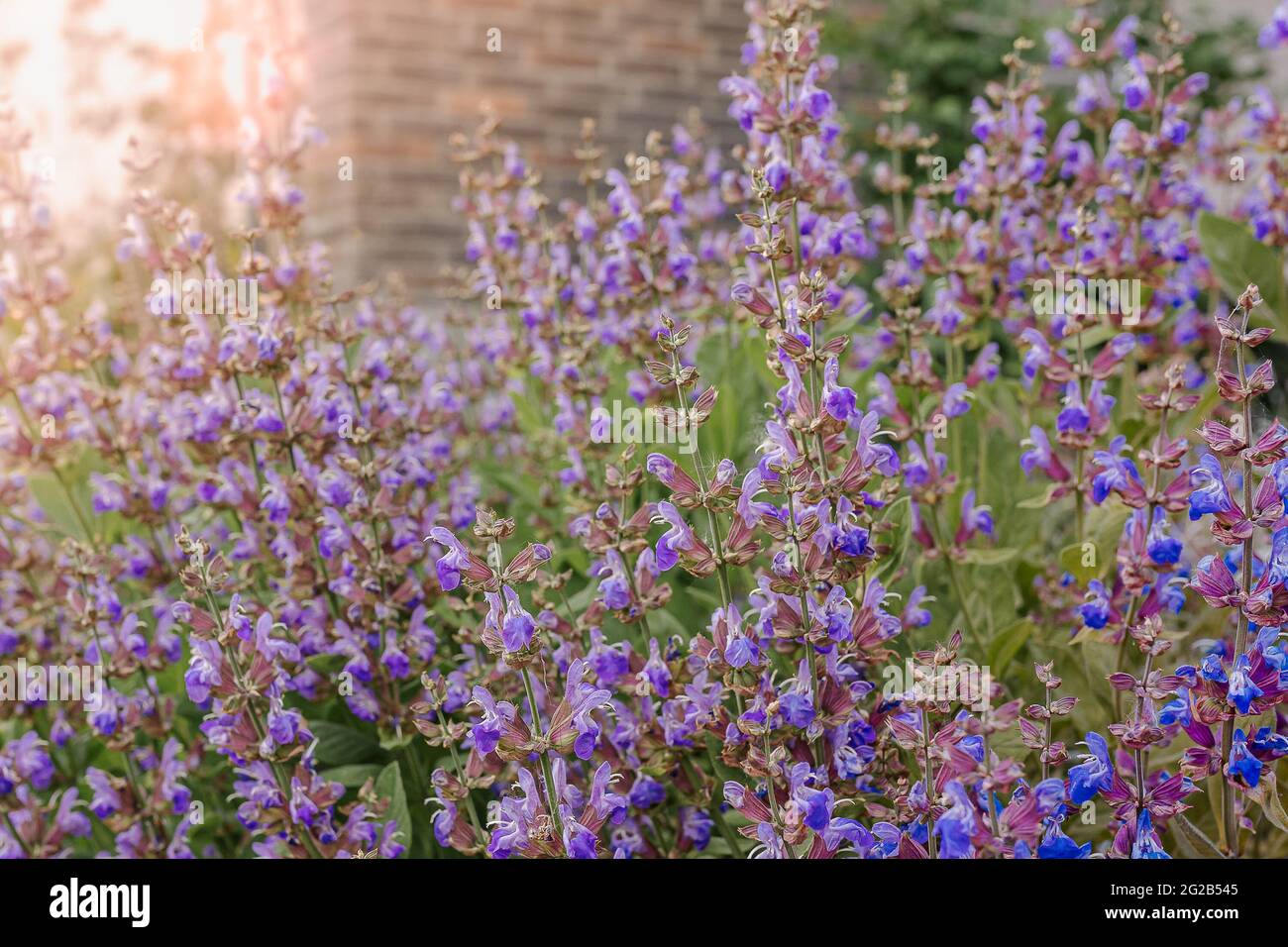 Gros plan sur la sauge au coucher du soleil. Mise au point douce. Sauge d'herbe curative. Thé de sauge apaisant. Fleurs de sauge ornementales Banque D'Images