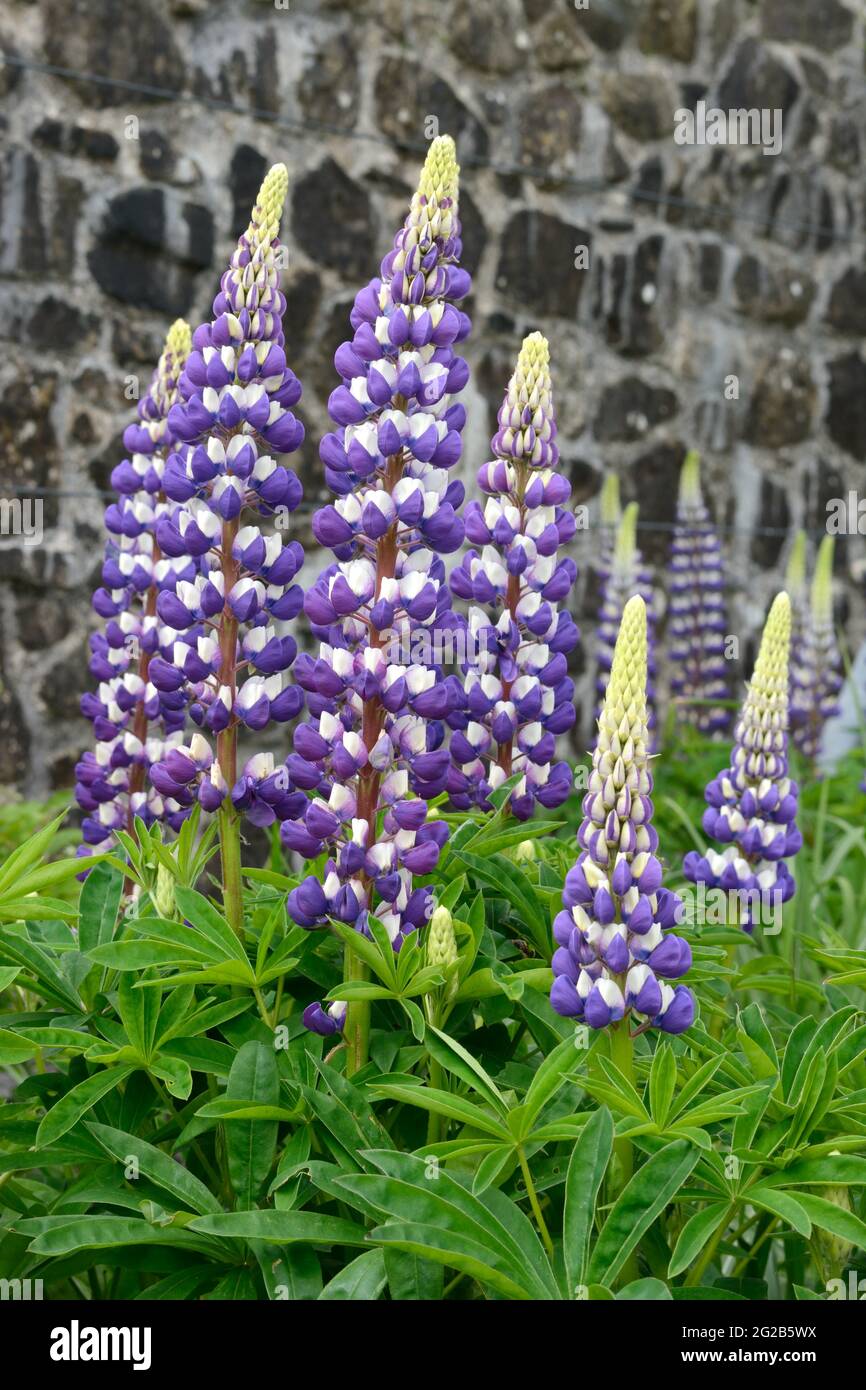 Lupinus Perse Slipper bleu pourpre fleur pointe de Perse Slipper Lupin Banque D'Images