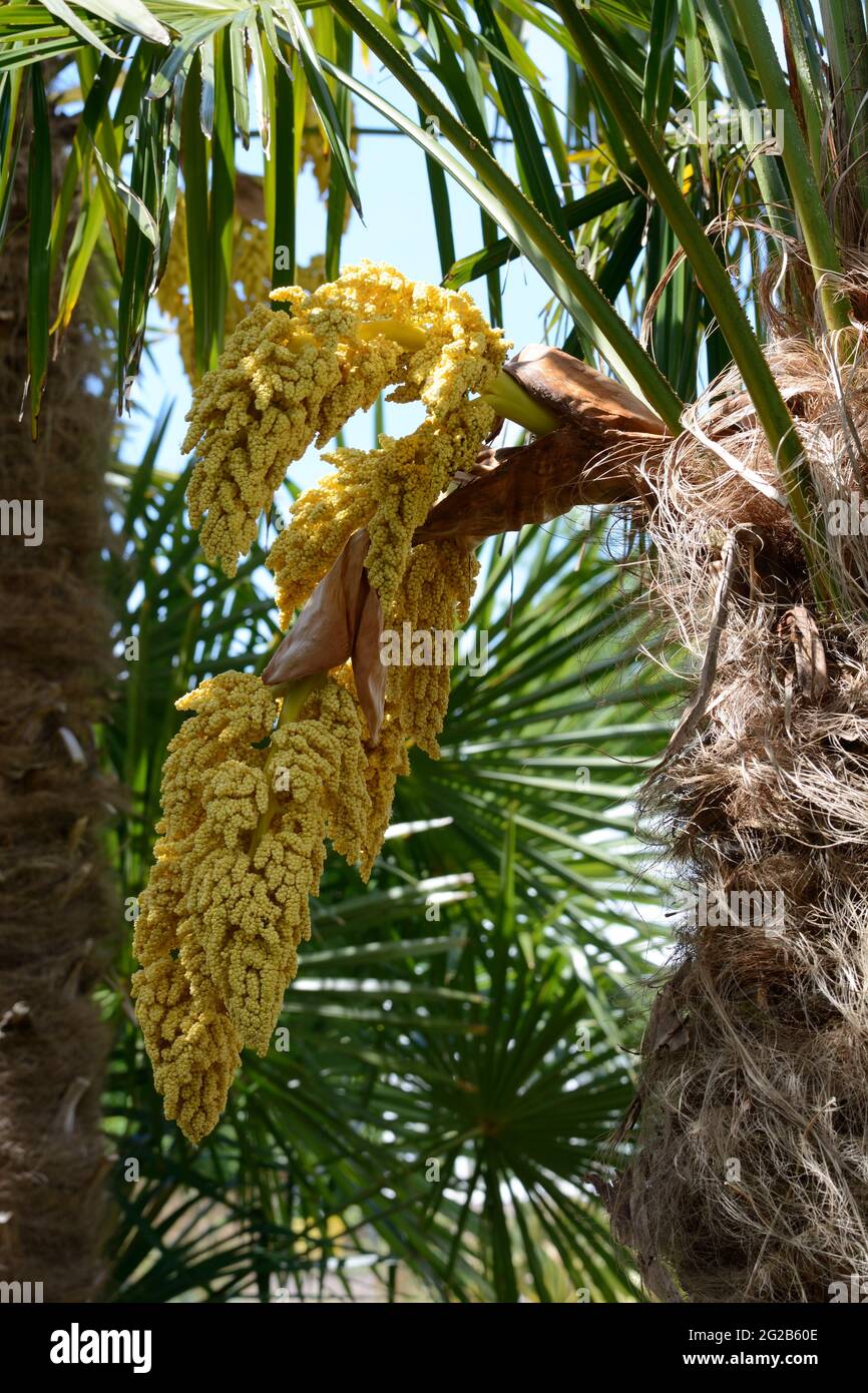 Trachycarpus fortunei Chusan en fibre de palmier écorce couverte et grandes arches de fleurs jaune pâle Banque D'Images
