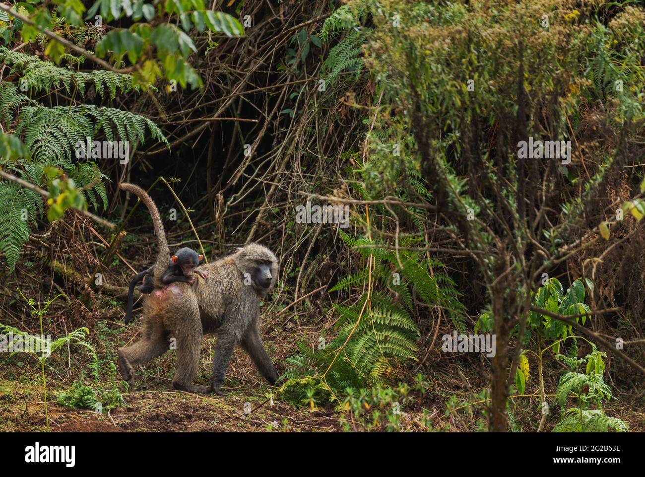 Olive Baboon - Papio anubis, grand primat de terre des buissons et des bois africains, montagnes de Bale, Ethiopie. Banque D'Images
